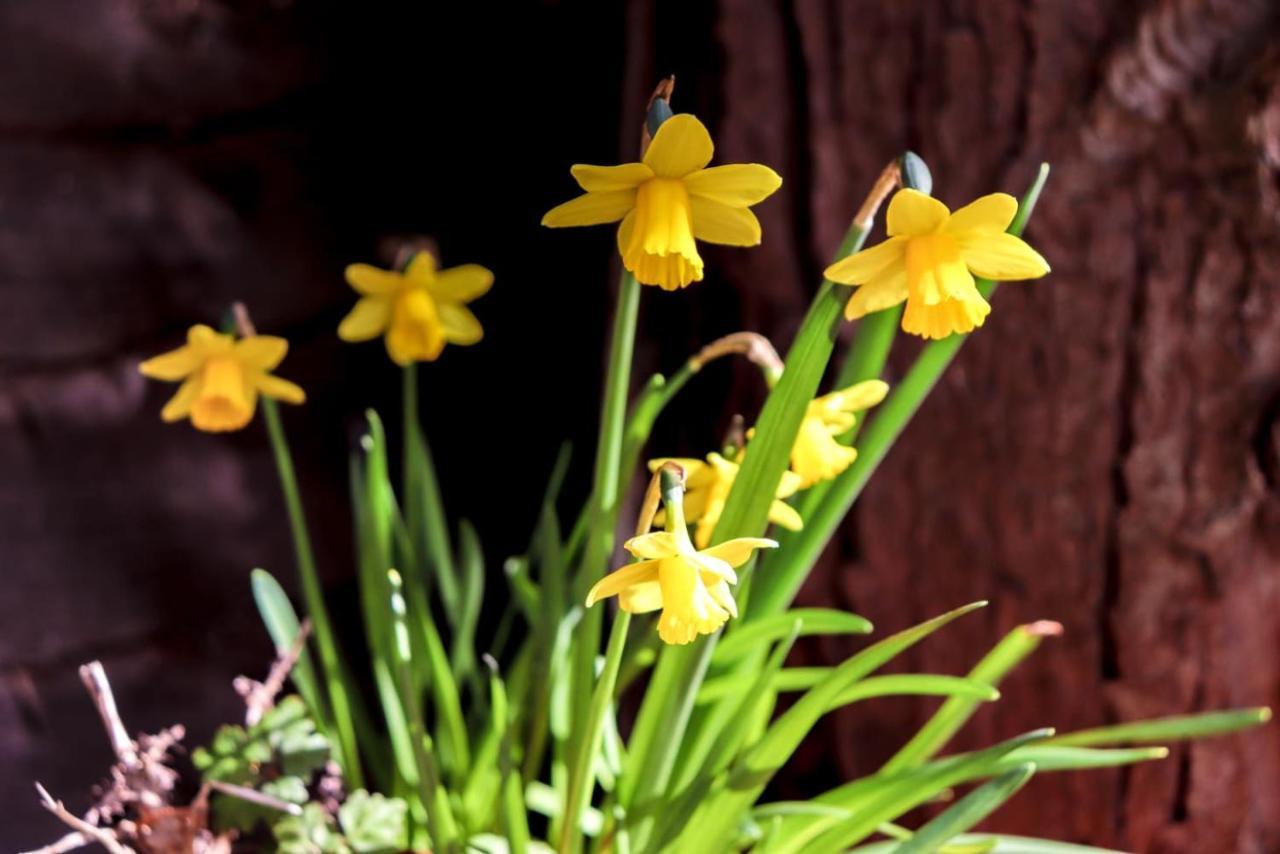 Causey Lodge Superb Comfy Home In Exeter By Staystay Eksteriør billede